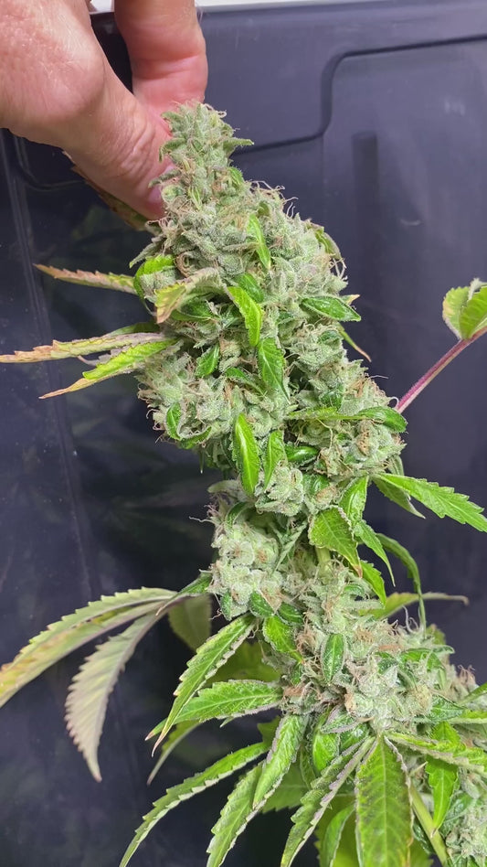 Sowabunga 4 (Sour Diesel x Headband)