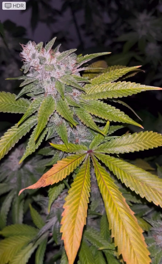 Sour Dubb